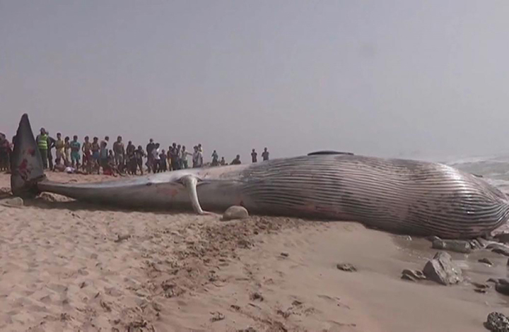 بالفيديو: السلطات المغربية تعثر على حوت نافق يزن أكثر من 15 طنا بشواطئ مدينة طانطان
